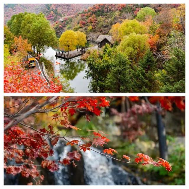 “泉”在济南享金秋——“一城山色·登山打卡”带你来赏红叶啦！
