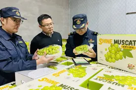 我国首次通过海运向澳大利亚出口葡萄图片