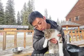 网红小猫“悟空”车祸离世 警方：博主本人安全，具体情况还在进一步了解图片