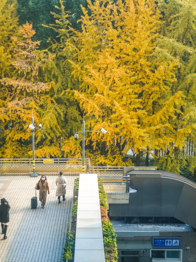 出站即是大片！上海秋日最美地铁站已上线→