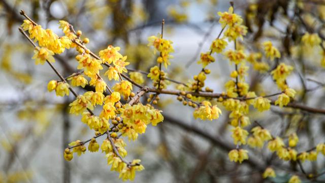 暗香浮动申城冬，闸北公园觅梅踪！