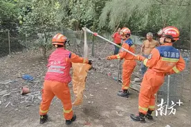夏季高温蛇出没频繁，滨海消防及时捕获图片