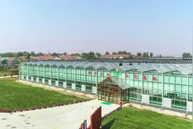 潍坊市坊子区：片区带动擘画乡村振兴新图景图片