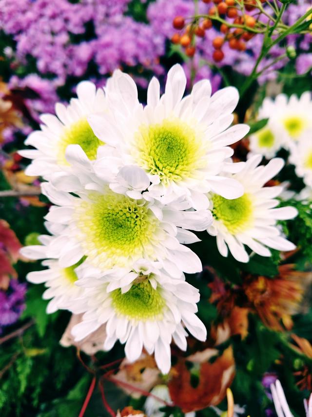 重阳紫竹院，菊香漫园