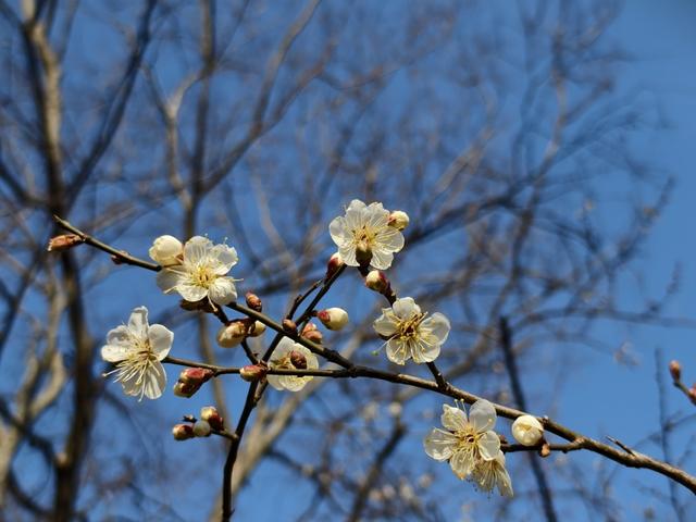 梅花遇上《王者荣耀》，第十八届杭州超山梅花季开幕