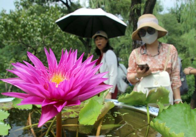 江苏苏州：香水睡莲醉游人