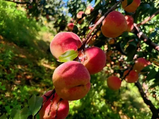 熟了熟了！周末走起！昆明采摘地图“上新”，速来eat→