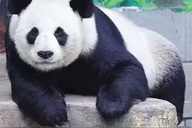 再见！大熊猫“美灵”将离开南昌！图片
