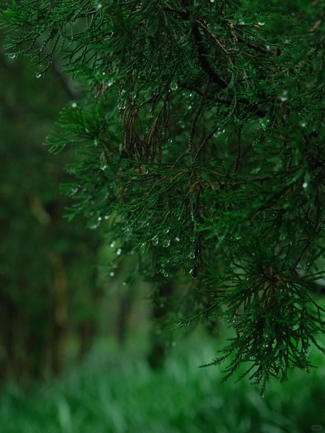 烟雨市北~不必赴江南，雨落此间即诗意