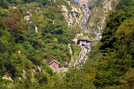 千年翠色：泰山植树史话图片
