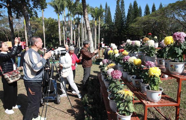 多图直击！第41届深圳东湖公园菊花花会开幕