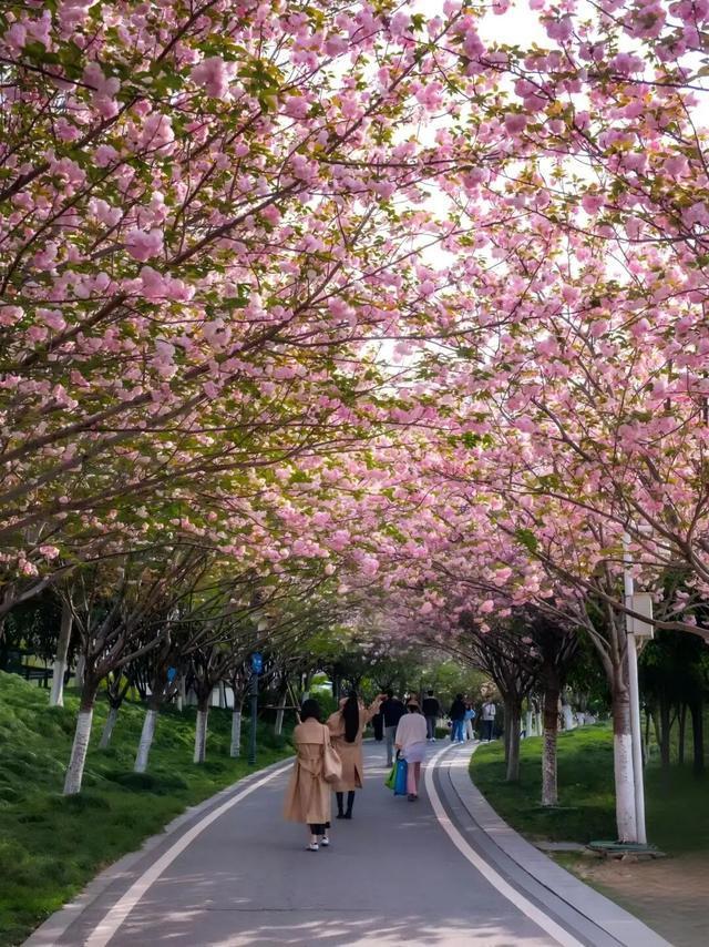 “樱”你而来！江汉区赏樱地图上线，速速收藏这份春日浪漫！