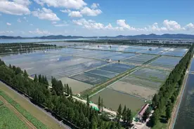 新经济观察丨立秋大闸蟹活蟹开售，固城湖“六月黄”爬上消费者餐桌图片