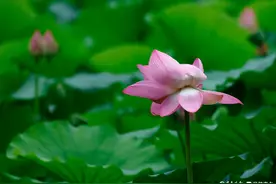 大明湖公园，雨中荷花别样红图片