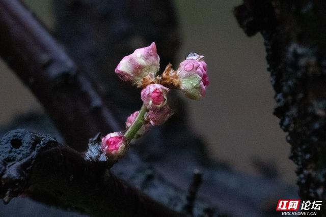 组图丨大寒日，去株洲文化园收集春天的预告片