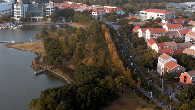 不扫的金叶，是罗店藏在碎金光影里的秋日私语