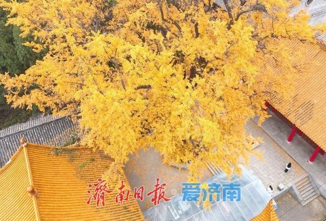 千年银杏披金甲，淌豆寺里醉深秋