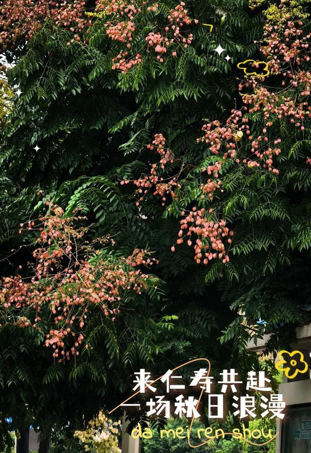 我说“仁寿秋天那么美”，栾树：是的