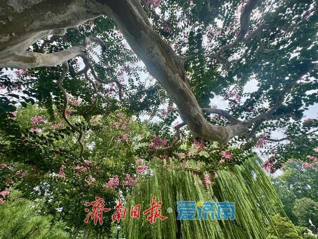 一年四季 泉在济南丨一株紫薇绽芳华 点亮济南初秋好景致