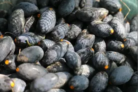 广州增城：乌榄飘香，“打榄”正当时图片