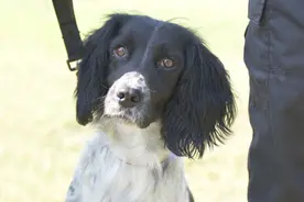 进博朋友圈｜汪汪队出动！护航进博安保，它们也时刻准备着图片