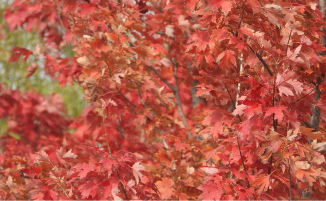 福利丨自然艺术家：温榆河秋叶自然笔记活动招募