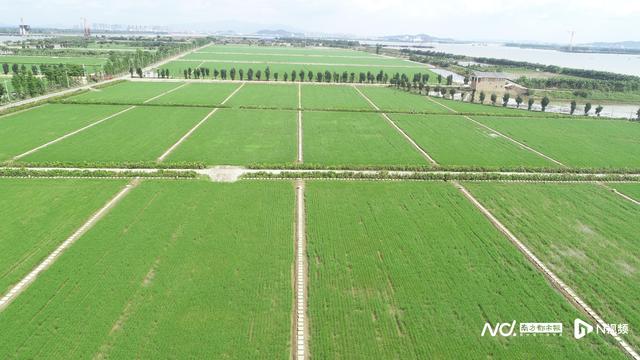 跟着赛事游新会！江门新会打造4条农文旅旅游线路