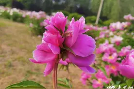 潍坊青州弥河国家湿地公园珍稀并蒂芍药惊艳绽放图片