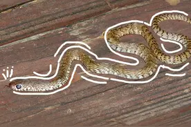 全国生态日 | 它们在海岛上的生态日记图片