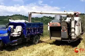 华亭：风吹麦香喜丰收图片