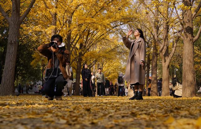 北京公园缓扫落叶今年效果格外好，秋日限定美景延长至初冬