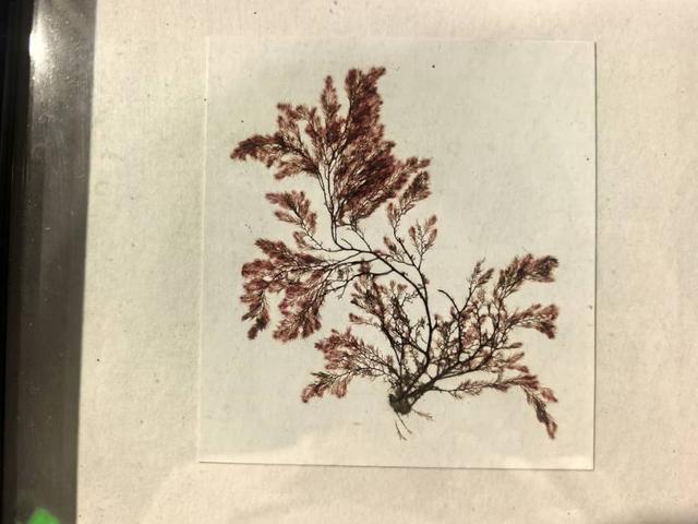 这里是青岛｜海大海洋生物博物馆免费开放，3000余标本展现海底奇幻
