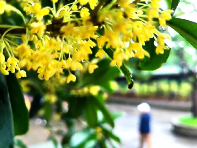 乘坐轨道交通去寻桂花香，这份地图请收藏！