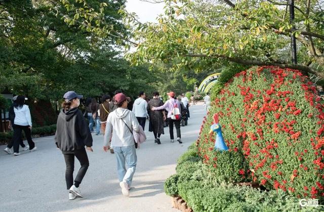 赏菊正当时！青岛中山公园菊展来了！