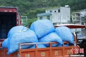 广西凌云弄塘村原蚕交易忙 瑶乡桑农喜笑颜图片