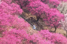 武汉好大一座梅花山，免费开放！图片