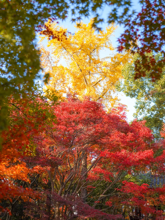 上海赏枫天花板！这座古典园林红叶浓度超标→