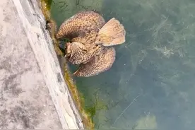 太丢鸟脸了吧！被乌鸦围攻，北京什刹海有只猫头鹰在“蝶泳”图片