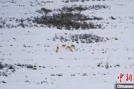青海湖畔成群普氏原羚雪中觅食图片