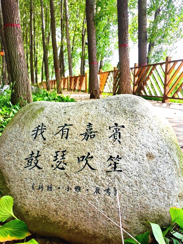 西咸新区600亩向日葵海已绽放