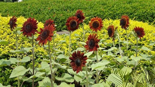 梦幻灯光秀、猛禽观察节……白云山景区精彩活动不停！｜国庆游广州