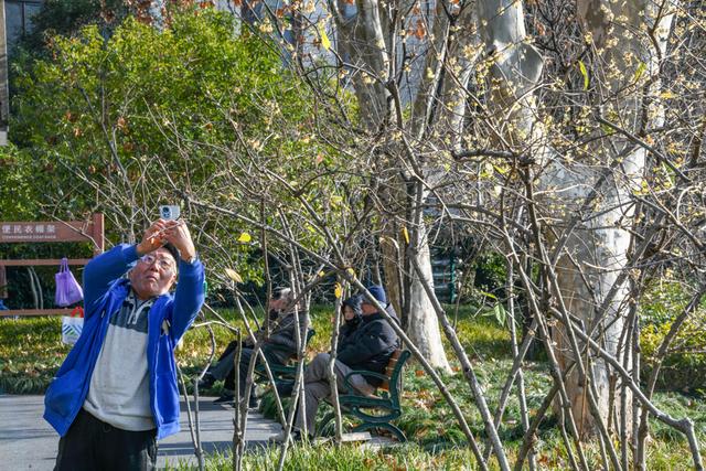 暗香浮动申城冬，闸北公园觅梅踪！