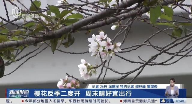 最新资讯-留意！上海冷空气顿时到！陌头这一幕市民直呼惊奇↗(5)