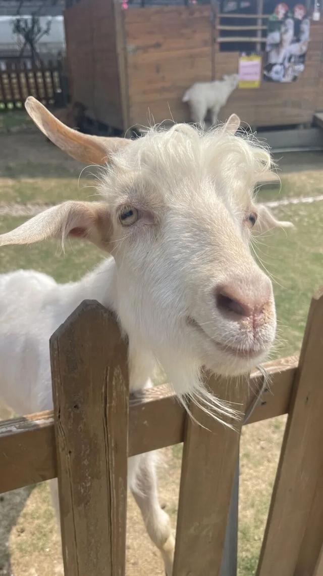 赏花撸萌宠、水果采摘、围炉煮茶……来珠海这里跨年，太精彩！