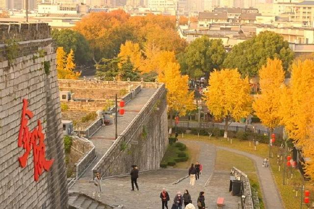 “西红柿炒蛋树”排队？快来秦淮开启“金黄时刻”！