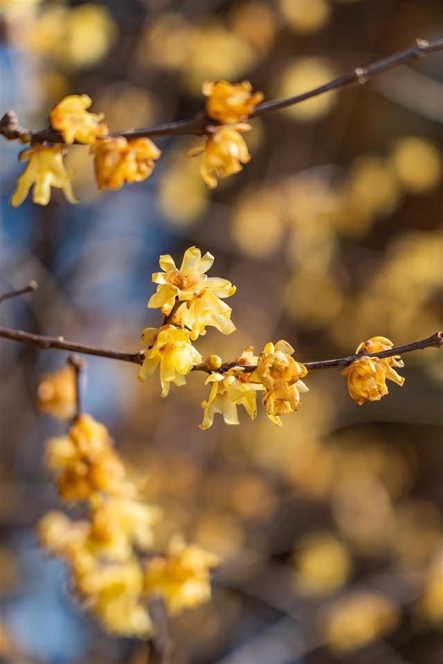 武汉东湖梅园将于元旦开园，名字含“梅”游客免费