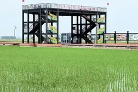 哈尔滨持续提升现代化农业综合生产能力图片