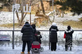吉镜头丨东北虎雪地撒欢卖萌引围观图片