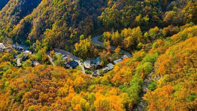 看万山红遍！河南赏红叶指南来啦→
