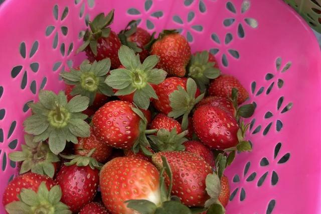 藏不住了！新会人身边的“欢乐农场”！